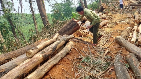 Bản tin Lâm nghiệp ngày 5/3/2024: Nâng cao năng lực chống buôn bán gỗ trái phép