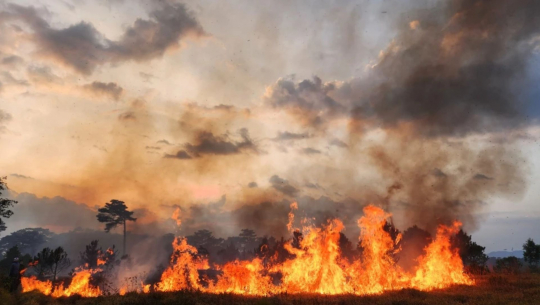 Bản tin Lâm nghiệp ngày 14/3/2024: Cháy rừng khiến gần 250 cây thông bị thiêu rụi
