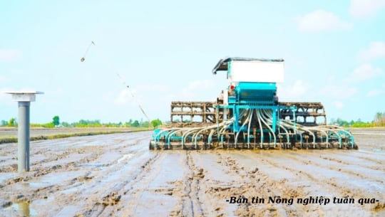Cánh đồng đầu tiên của hành trình 1 triệu ha lúa chất lượng cao