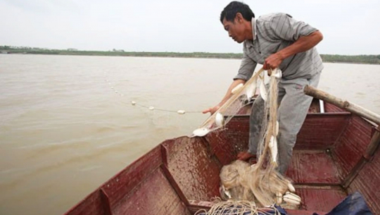 Bản tin Thủy sản ngày 17/4/2024: Cấm khai thác thủy sản trên sông Hồng, sông Luộc