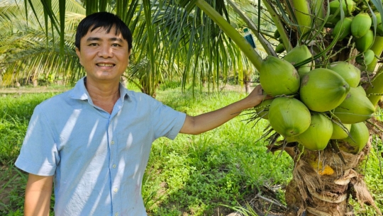 Sản xuất hữu cơ nâng cao giá trị quả dừa