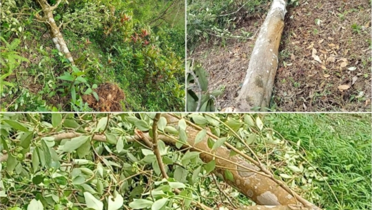 Bản tin Lâm nghiệp ngày 25/4/2024: Mưa dông tàn phá rừng hồi hàng chục năm tuổi