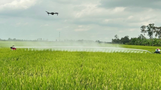 Xây dựng vùng lúa gắn kết tiêu thụ để gạo hữu cơ không bị đánh đồng