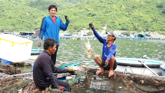 Đã rõ lý do Trung Quốc tạm dừng nhập khẩu tôm hùm bông của Việt Nam