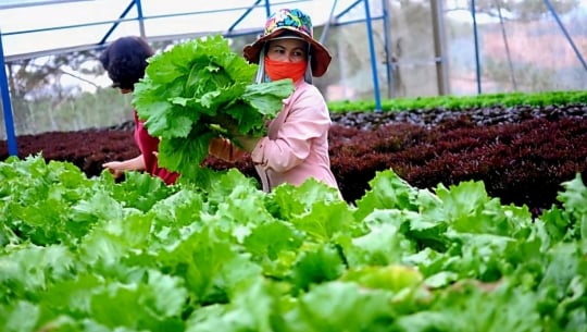 Hortex Vietnam - 'điểm hẹn vàng' của người làm vườn