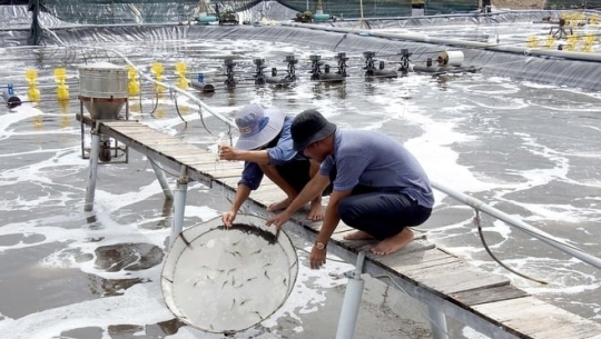 Bản tin Thủy sản ngày 21/3/2024: Yếu tố quyết định sức cạnh tranh của tôm Việt