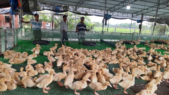 Trang trại nuôi vịt lớn nhất huyện Lục Ngạn thu lãi hơn 300 triệu đồnglứa   Đăng trên báo Bắc Giang