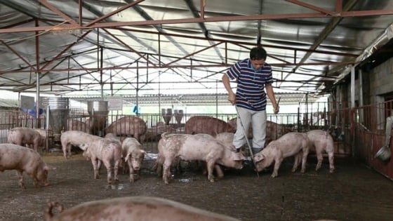 Công nghệ nuôi lợn thịt không xả thải  VTC16  YouTube