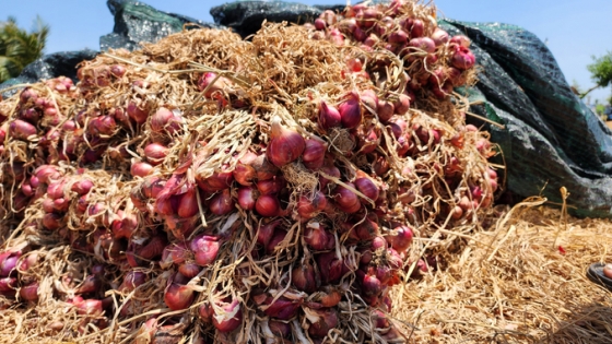 Brebes Exports 4,500 Tons of Shallots to Thailand