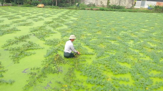 Mô hình trồng rau nhút mùa nghịch Cái bè cho thu nhập 3 triệu đồngcông   Đài Phát thanh  Truyền hình Tiền Giang