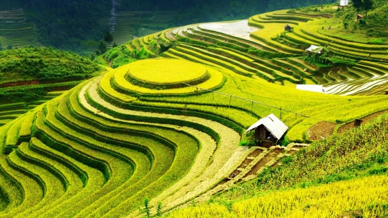 Tranh phong cảnh ruộng bậc thang ở Việt Nam đẹp nhất | Flickr