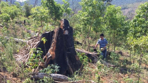 Gia Lai: Chi sai hơn 1 tỷ tiền dịch vụ môi trường rừng