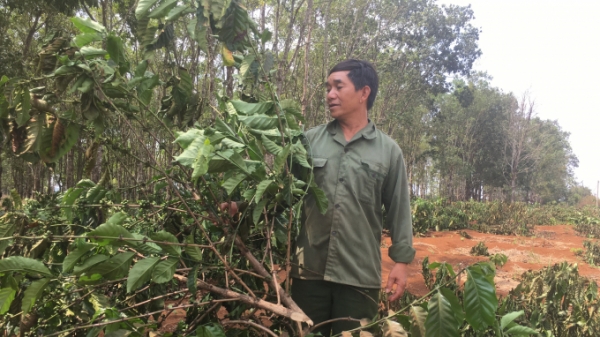 Gia Lai: Gần 2.000 cây cà phê bị kẻ gian chặt phá trong đêm