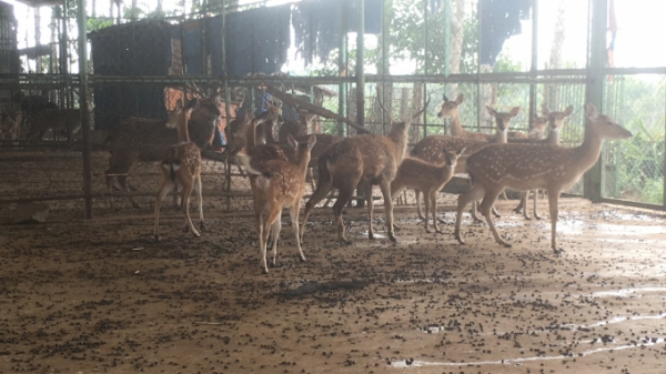 Chuyển giao 26 cá thể động vật hoang dã về Vườn Quốc gia Kon Ka Kinh