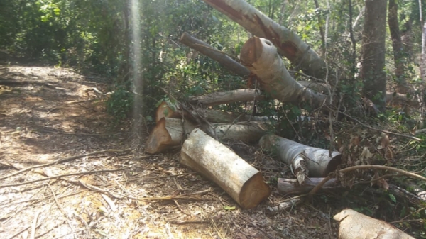 Chuyển Công an điều tra vụ lâm tặc phá rừng Kbang