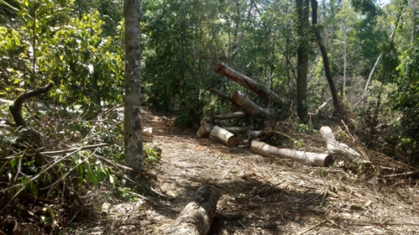 Bắt giữ 6 đối tượng vụ phá rừng Kbang