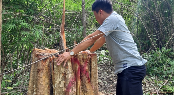 UBND tỉnh Gia Lai yêu cầu kiểm tra vụ phá rừng tại vùng biên giới