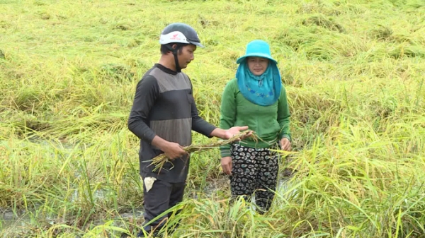 Vựa lúa Phú Thiện thiệt hại hơn 20 tỷ đồng do mưa lũ
