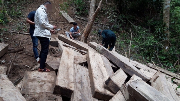 UBND tỉnh Kon Tum chỉ đạo xử lý nghiêm 2 vụ phá rừng tại Kon Plông