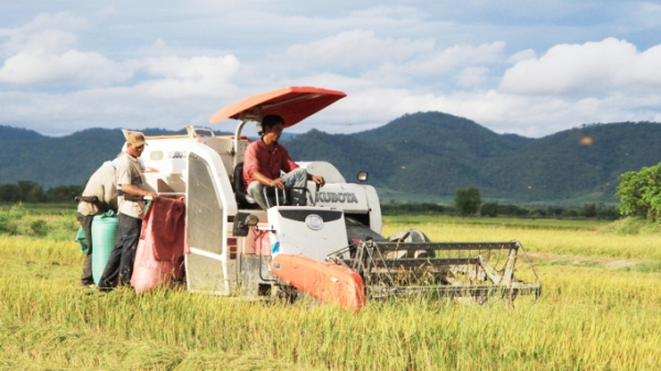 Phú Thiện hướng đến nền sản xuất lúa gạo chất lượng cao