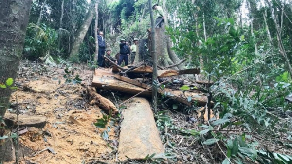 Khởi tố vụ khai thác trái phép 49 m3 gỗ tại Kbang