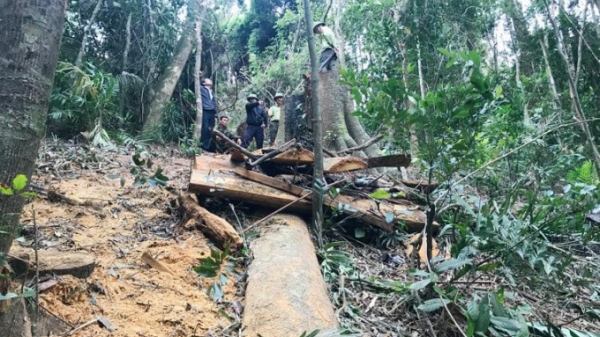 Bắt đối tượng cầm đầu vụ khai thác gỗ trái phép tại Kbang