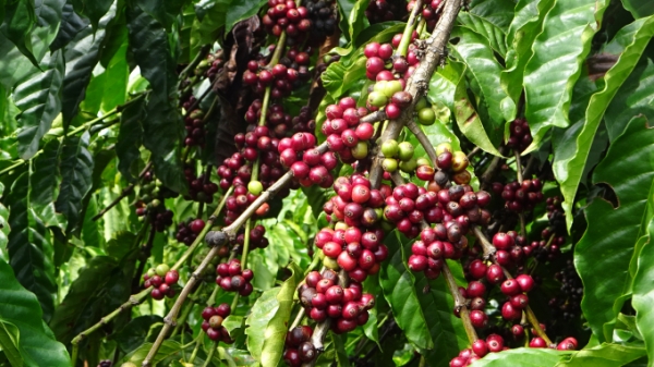 VnSAT Gia Lai sẽ hoàn thành trước thời hạn các tiểu dự án vùng cà phê