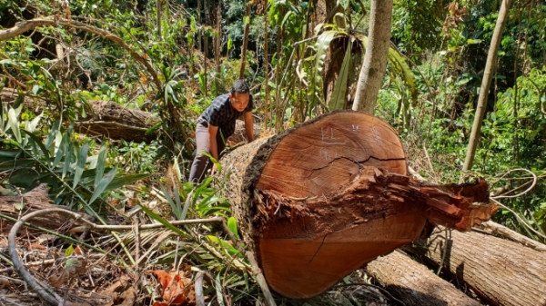 Sẽ khởi tố hình sự vụ rừng Măng Đen bị tàn phá