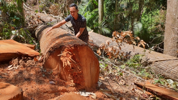 Chấn chỉnh các xưởng gỗ sau vụ rừng Măng Đen bị tàn phá