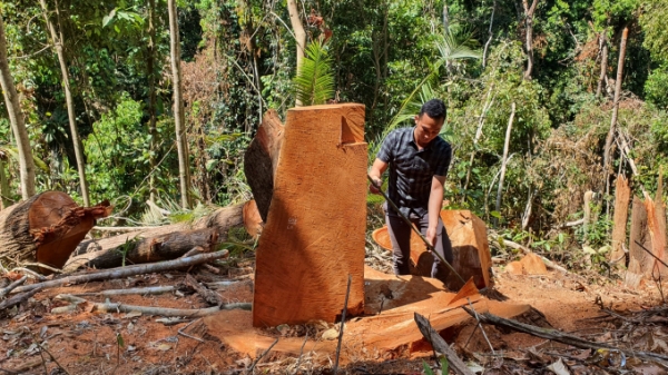 Triệu tập nhiều đối tượng liên quan đến vụ phá rừng ở Măng Đen