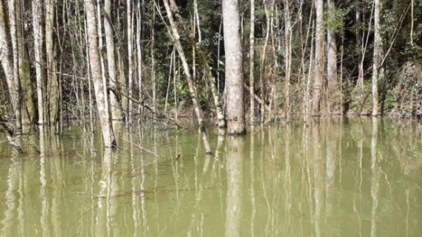 Hơn 25 ha rừng bị chết do Thủy điện Thượng Kon Tum tích nước
