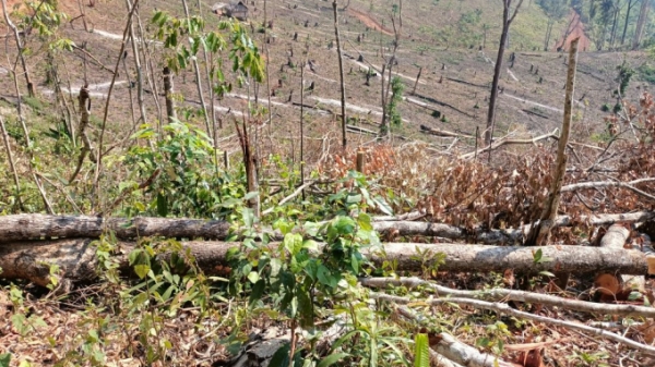 Khởi tố vụ tàn phá hơn 2,2ha rừng phòng hộ ở Gia Lai