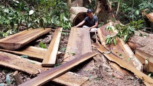 Gia Lai: Xác minh đối tượng phá 6 ha rừng làm rẫy