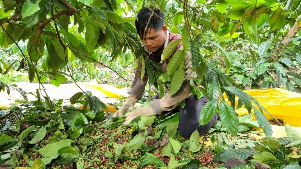 Nâng cao chất lượng cà phê từ khâu thu hoạch: Người dân bỏ ngỏ