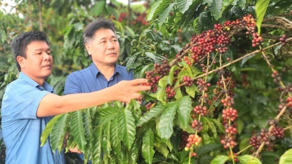 Khuyến nông cộng đồng hỗ trợ phát triển cà phê Tây Nguyên bền vững