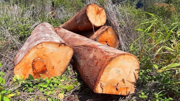 Khai thác gỗ trái phép ở Kon Tum, 5 đối tượng bị bắt