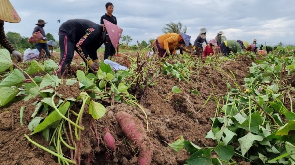 Đau đầu vì sùng hại khoai lang diện rộng