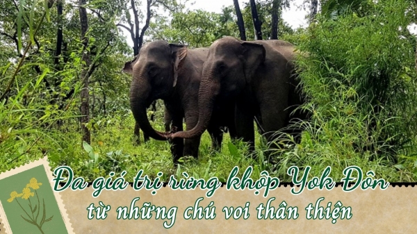 Đa giá trị rừng khộp Yok Đôn từ những chú voi thân thiện