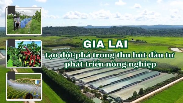 Gia Lai tạo đột phá trong thu hút đầu tư phát triển nông nghiệp