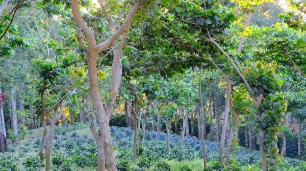 Bản tin Lâm nghiệp ngày 13/11/2023: Sản xuất cà phê sinh thái và cải thiện rừng