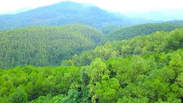 Tuyên Quang: Xanh mãi những tán rừng trồng