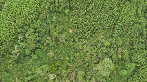 Bản tin Lâm nghiệp ngày 16/11/2023: Đề nghị bổ sung kinh phí phát triển rừng