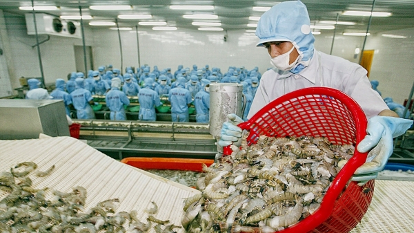 Bản tin Thủy sản ngày 30/11/2023: Việt Nam cung cấp tôm lớn thứ hai thế giới