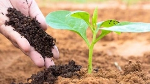 Phát triển thuốc sinh học để thúc đẩy nông nghiệp hữu cơ, nông nghiệp xanh
