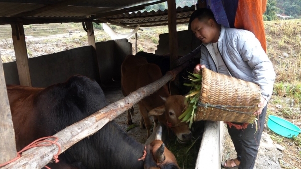 Hỗ trợ chăn nuôi hàng hóa giúp người Mông thoát nghèo