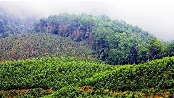 Bản tin Lâm nghiệp ngày 19/12/2023: Trên 455.200ha rừng đã được cấp chứng chỉ