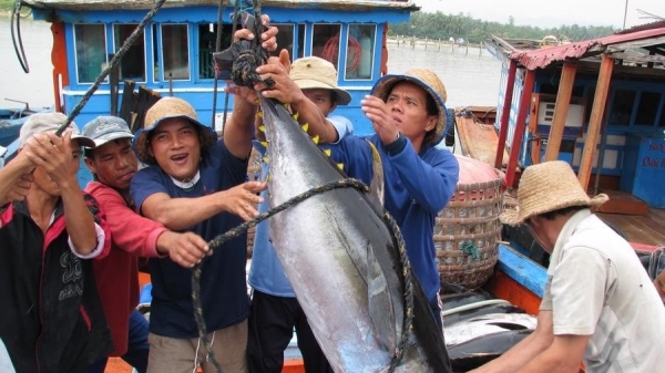 Bản tin Thủy sản ngày 10/1/2024: Vào mùa săn cá ngừ đại dương