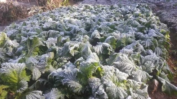 Thời tiết nông vụ ngày 22/1/2024: Miền Bắc lạnh cóng, đề phòng thiệt hại nông nghiệp
