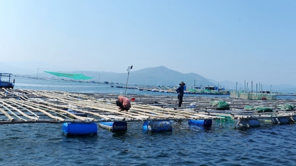 Bản tin Thủy sản ngày 12/3/2024: Phú Yên sắp xếp lồng, bè nuôi trồng thủy sản
