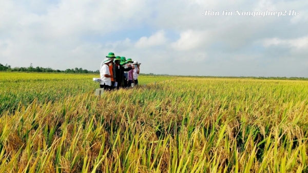 Thí điểm xây dựng nhãn hiệu quốc gia cho sản phẩm gạo
